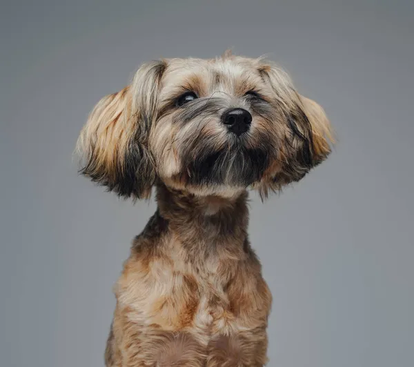Barátságos yorkshire terrier kutyus jól ápolt bundával — Stock Fotó
