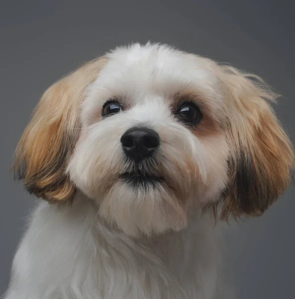 Portré aranyos bolyhos kutyus yorkshire terrier fajta — Stock Fotó