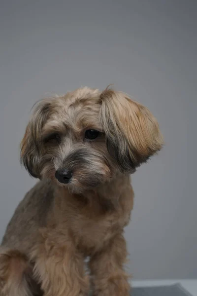 Portré a kis fajtatiszta kutyus szürke háttér — Stock Fotó