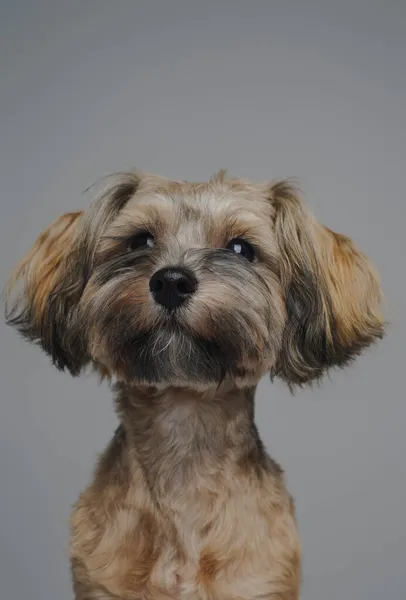 Retrato de pequeno cão de raça pura contra fundo cinza — Fotografia de Stock