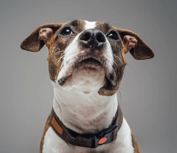 Cagnolino di razza americana con colletto sullo sfondo grigio — Foto Stock