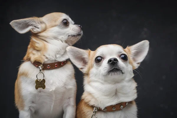 Dos simpáticos animales caninos de raza chihuahua sobre fondo oscuro —  Fotos de Stock