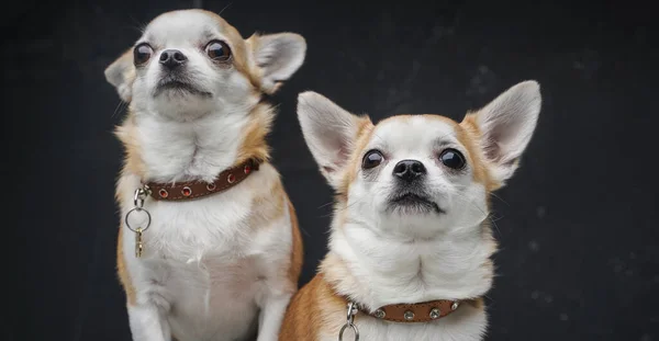 Dos perros chihuahua en miniatura posando sobre fondo oscuro —  Fotos de Stock