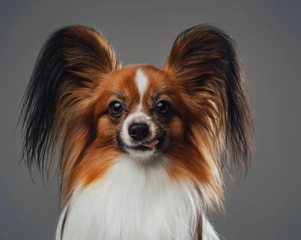 纯种乳头状小狗，长耳朵，灰色背景 — 图库照片