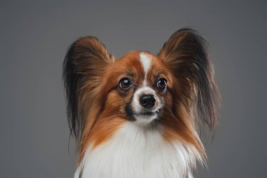 Gri arka planda uzun kulaklı safkan papillon köpek.