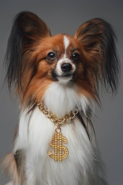 Gri arka planda altın dolar zinciri olan neşeli köpek.