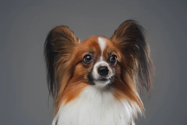 Papillon cachorrinho de raça pura com orelhas longas contra fundo cinza — Fotografia de Stock