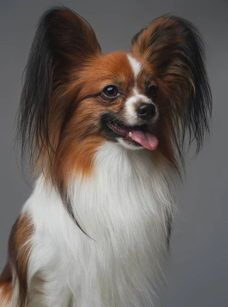 Studio shot of pretty papillon dog with long ears — Stock Photo, Image