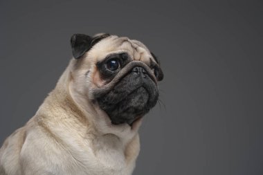 Evcil safkan köpek gri arka planda poz veriyor.