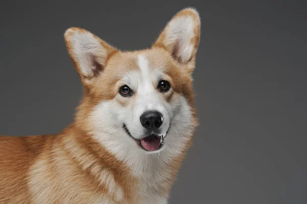 Vtipné psí pet corgi plemeno proti šedému pozadí — Stock fotografie