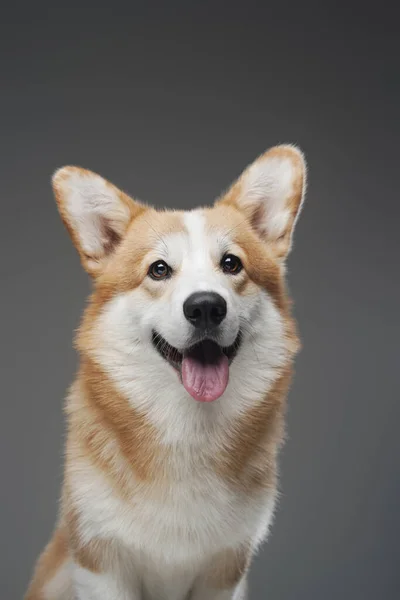 Cão corgi feliz com pêlo bege branco isolado em cinza — Fotografia de Stock