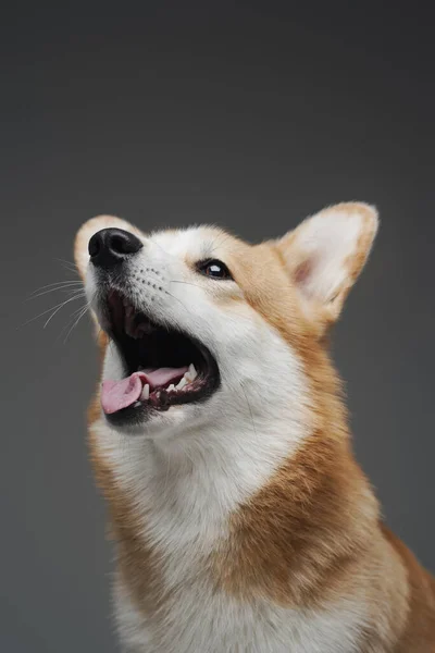 Cão corgi feliz com pêlo bege branco isolado em cinza — Fotografia de Stock