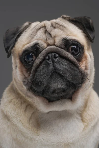 Gri arka planda bej kürklü sevimli pug köpeği. — Stok fotoğraf