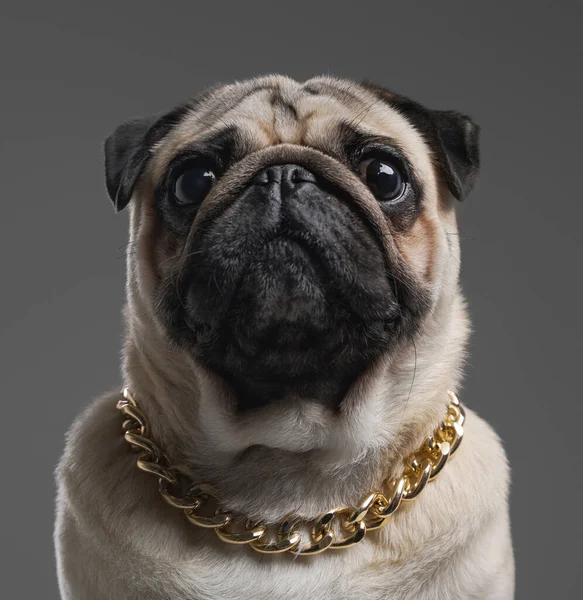 Κομψό σκυλάκι με χρυσή αλυσίδα στο λαιμό του — Φωτογραφία Αρχείου