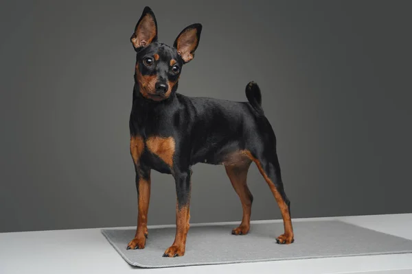 Estudio de pinscher en miniatura aislado sobre fondo gris — Foto de Stock