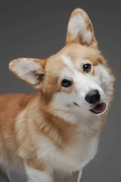 재미있는 개 애완 코기는 회색 배경에 맞서 번식한다 — 스톡 사진