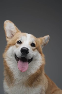 Safkan mutlu corgi köpeği gri arka planda izole edilmiş.