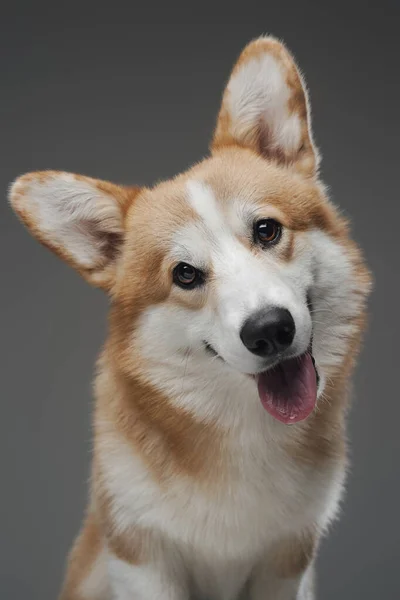 Froher Corgi Hund mit weißbeigem Fell isoliert auf grau — Stockfoto