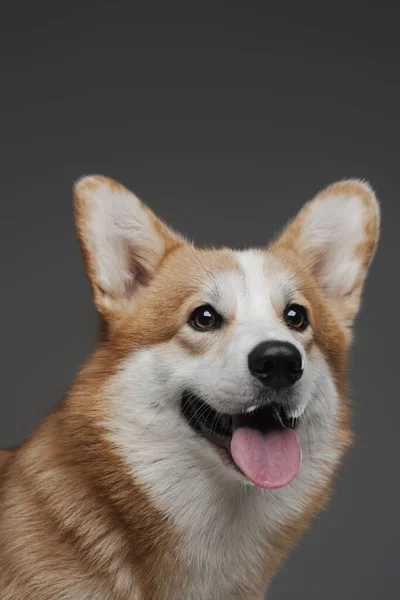 Pedigreed happy corgi doggy smiling against gray background — Stock Photo, Image