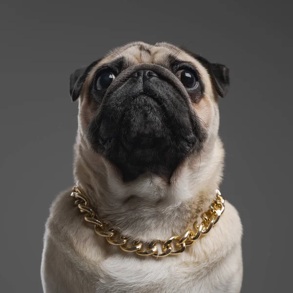 Bergaya anjing pug dengan rantai emas di lehernya — Stok Foto
