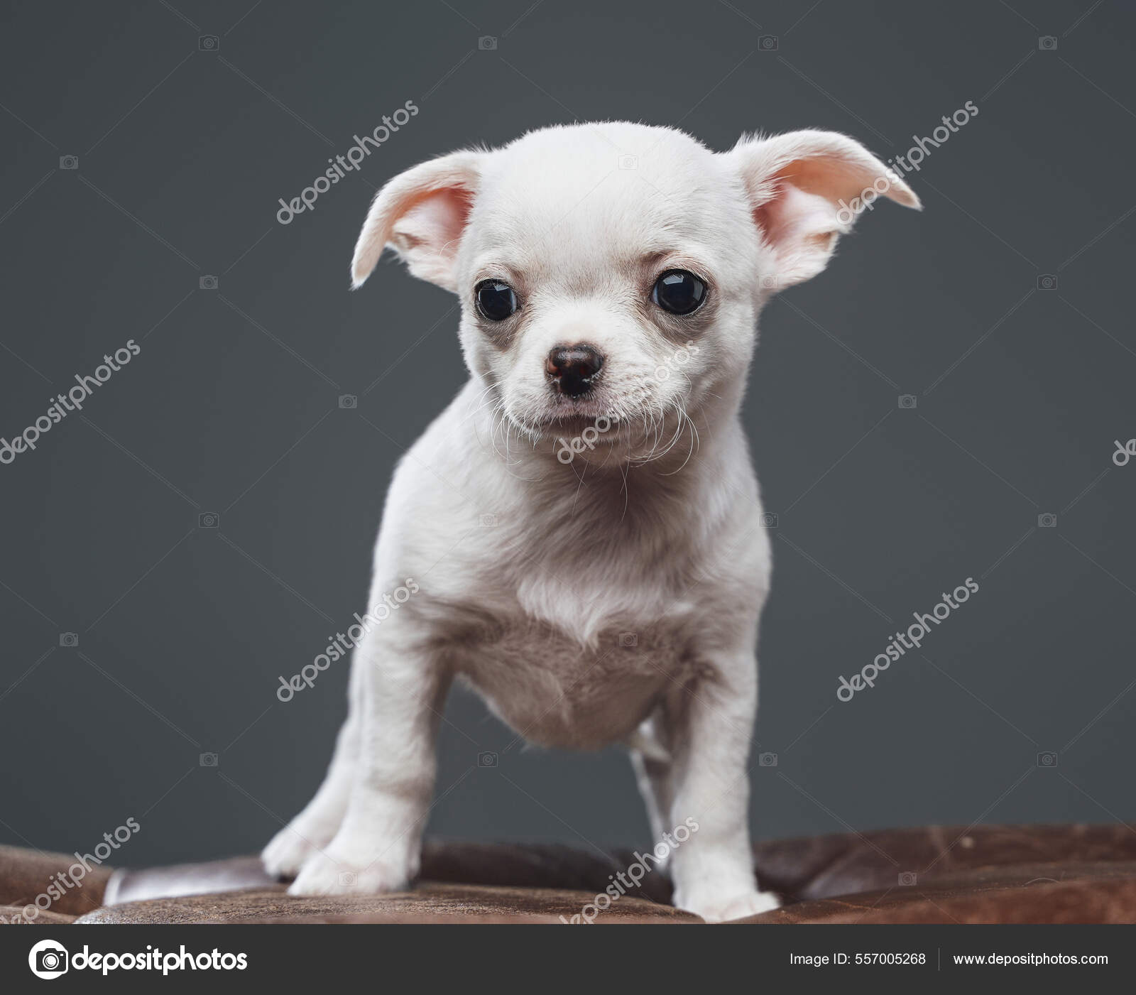 Studio shot of purebred white chihuahua dog isolated on gray