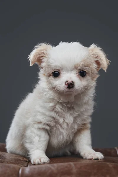 Bolyhos fehér chihuahua kutya bőrszéken elszigetelt szürke — Stock Fotó