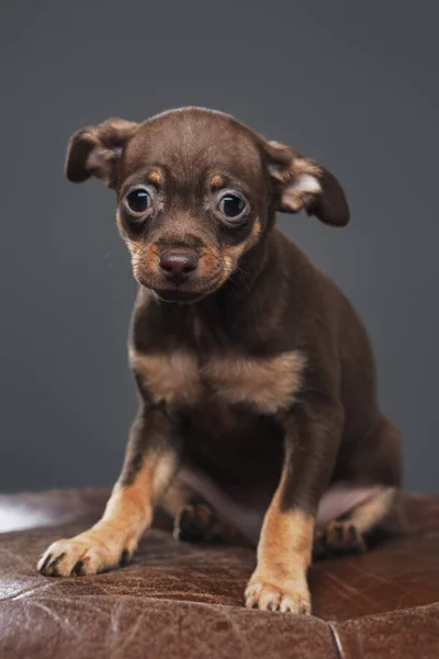 Terrier giocattolo russo purosangue con pelliccia marrone su sfondo grigio — Foto Stock