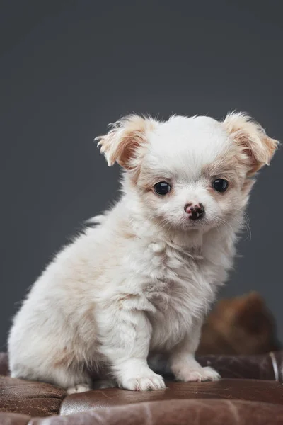 Deri sandalyedeki tüylü beyaz chihuahua köpeği. Gri üzerinde izole edilmiş. — Stok fotoğraf