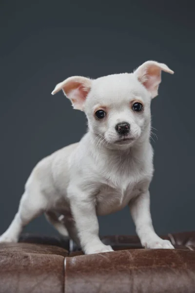 Gri arka planda beyaz kürklü, pedikürlü chihuahua köpeği. — Stok fotoğraf
