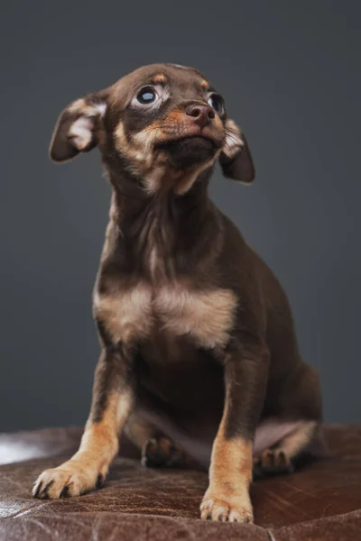 Terrier giocattolo russo purosangue con pelliccia marrone su sfondo grigio — Foto Stock