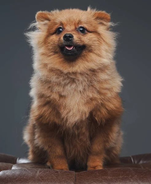 Hund isoliert auf grauem Hintergrund. Studioaufnahme — Stockfoto