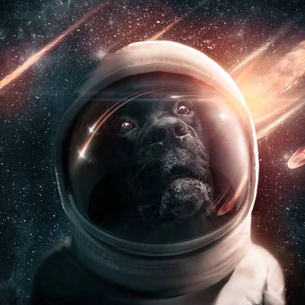 Artwork Pedigreed Dog Cosmonaut Flying Mysterious Endless Space — Stock Photo, Image
