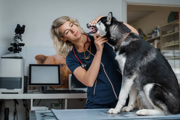 Tiros Veterinário Fêmea Examinando Pedigreed Siberiano Husky Cão Hospital — Fotografia de Stock