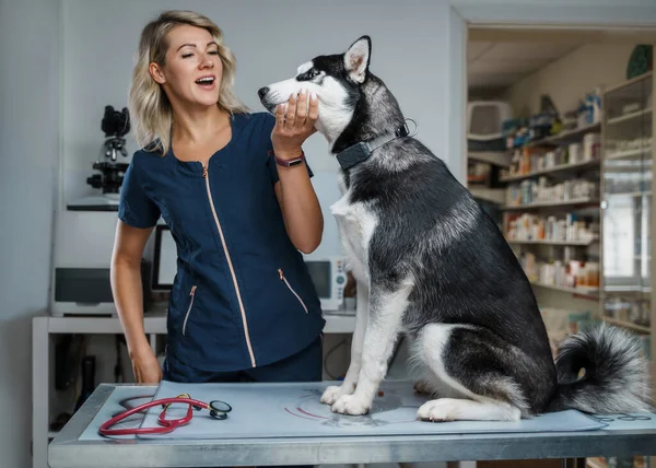 Retrato Una Veterinaria Sonriente Lindo Perro Siberiano Hospital Veterinario —  Fotos de Stock