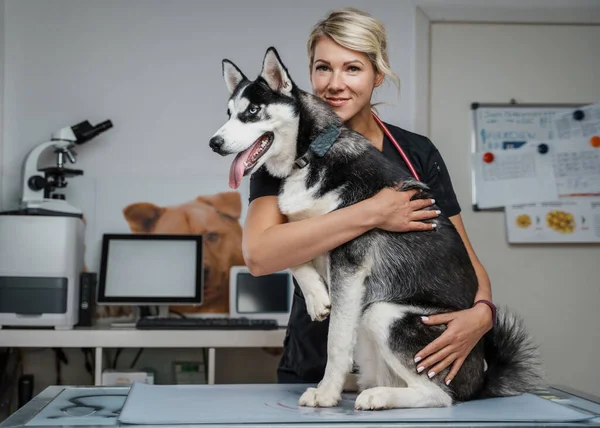 Retrato Loiro Cabelo Feliz Veterinária Mulher Abraçando Cão Husky Clínica — Fotografia de Stock