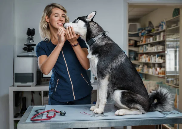 Retrato Una Veterinaria Sonriente Lindo Perro Siberiano Hospital Veterinario —  Fotos de Stock