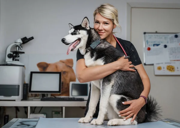 Retrato Rubia Pelo Alegre Veterinario Mujer Abrazando Perro Husky Clínica —  Fotos de Stock