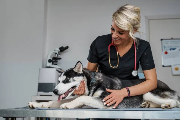 Retrato Veterinário Feminino Com Estetoscópio Verificando Cão Husky Clínica — Fotografia de Stock