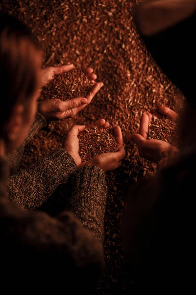 Carenza Cibo Donne Con Grano Sulle Mani Camera Oscura — Foto Stock