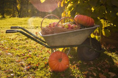 Çiftlikte güneşli bir günde el arabasında olgun sebzelerden bir yudum..