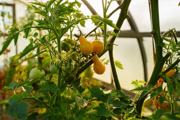 Πυροβόλησε Κίτρινες Ντομάτες Ηλιόλουστη Ζεστή Μέρα Στο Θερμοκήπιο Του Αγροκτήματος — Φωτογραφία Αρχείου