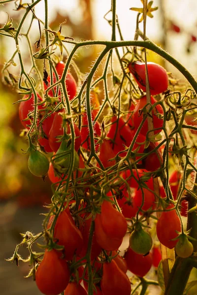 Πυροβόλησε Κόκκινες Ντομάτες Ηλιόλουστη Ζεστή Μέρα Στο Θερμοκήπιο Του Αγροκτήματος — Φωτογραφία Αρχείου