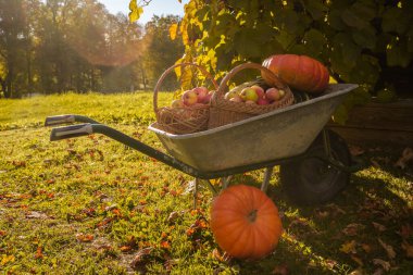 Çiftlikte güneşli bir günde el arabasında olgun sebzelerden bir yudum..