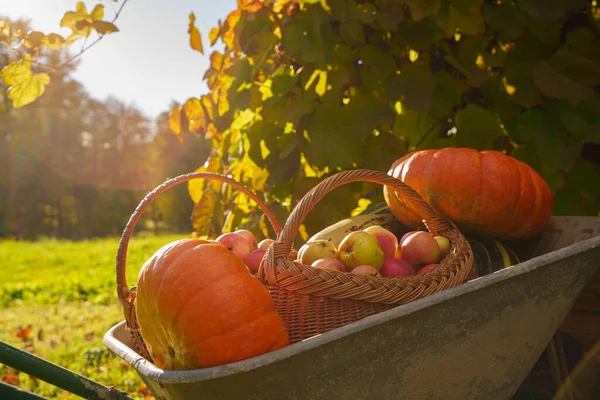 Shot Wheelbarrow Ripe Pumpkins Apples Nature — Stock Photo, Image