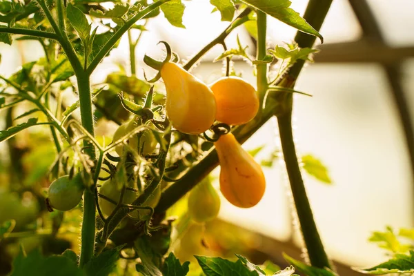 Πυροβόλησε Κίτρινες Ντομάτες Ηλιόλουστη Ζεστή Μέρα Στο Θερμοκήπιο Του Αγροκτήματος — Φωτογραφία Αρχείου