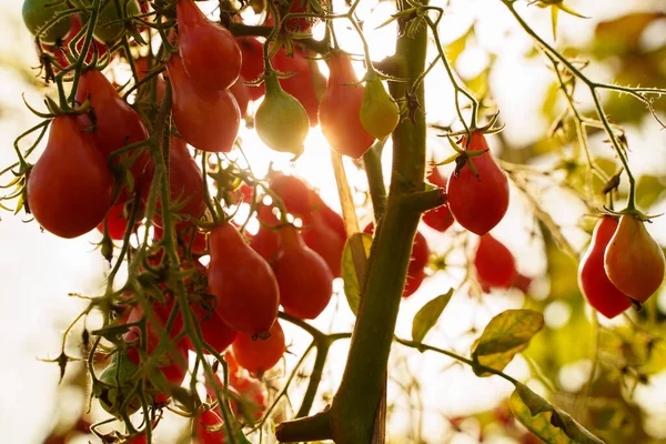 Πυροβόλησε Κόκκινες Ντομάτες Ηλιόλουστη Ζεστή Μέρα Στο Θερμοκήπιο Του Αγροκτήματος — Φωτογραφία Αρχείου