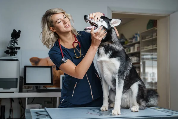 Retrato Médico Profissional Mulher Vetting Siberiano Husky Cão Hospital — Fotografia de Stock