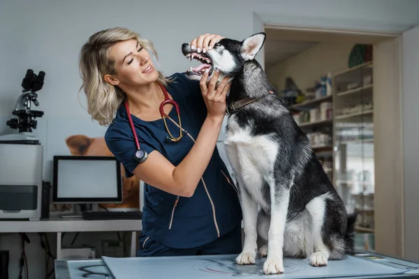 Retrato Médico Profissional Mulher Vetting Siberiano Husky Cão Hospital — Fotografia de Stock