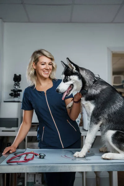 Fotografia Cão Husky Siberiano Seu Proprietário Sexo Feminino Que Trabalha — Fotografia de Stock