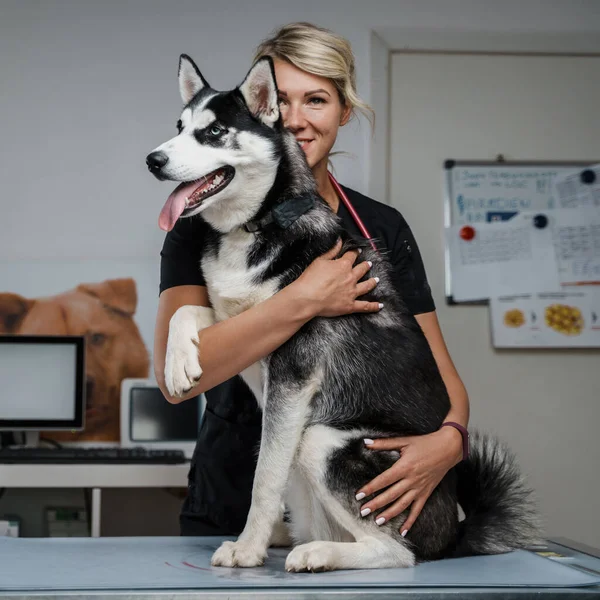 Retrato Rubia Pelo Alegre Veterinario Mujer Abrazando Perro Husky Clínica —  Fotos de Stock